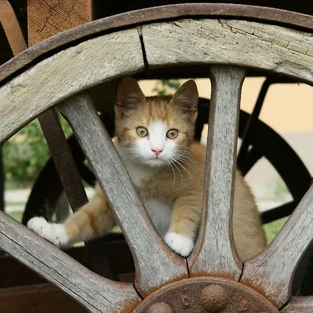 شقة Ferienhof-kuehn Hochkirch